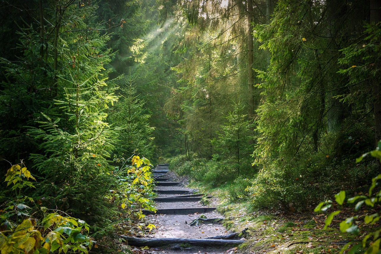 Lesní cesta k rozhledně